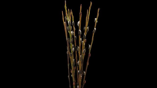 Time-lapse of growing willow catkins 4x1 in PNG+ format with ALPHA transparency channel isolated on black background