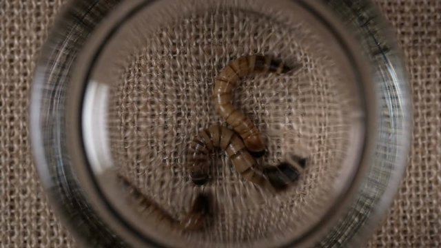 Flour castaneum,larvae,caught and covered with glass