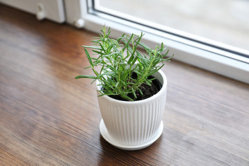 Plant in pot on window sill