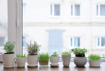 Fototapeta na wymiar Plants in pots on window sill