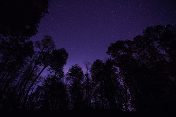 Fototapeta na wymiar forest in a starry sky