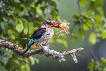 Brown hooded Kingfisher in Kruger National park, South Africa