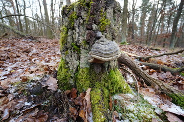 Baumpilz und Moos auf altem Baumstumpf