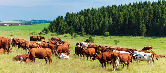 Herd of dairy cows on a pasture