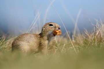 European ground squirrel is eating