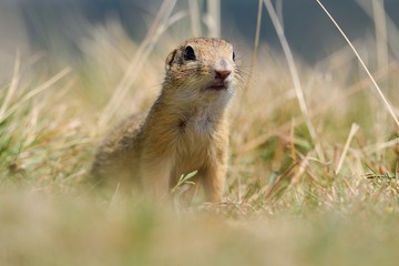 Naklejka na ściany i meble European ground squirrel is hidden behind autumn grasses