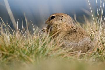 European ground squirrel is hidden behind autumn grasses