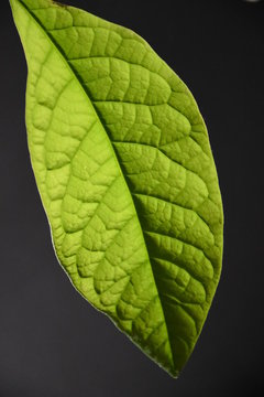 Blatt einer Avocadopflanze