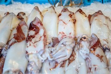 group of white raw fresh squid on ice
