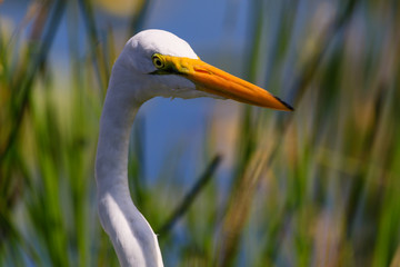 Great Egret