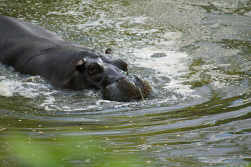 Fototapeta premium ippopotamo in acqua