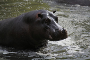 ippopotamo in acqua