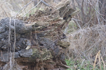 SONY DSC