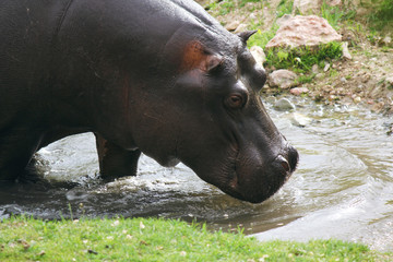 ippopotamo esce dall'acqua