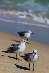 Beach Bums