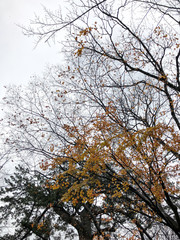 Last bit of autumn foliage.