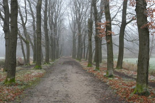 laan met beuken in de Kruisbergse bossen op een winterse, nevelige dag