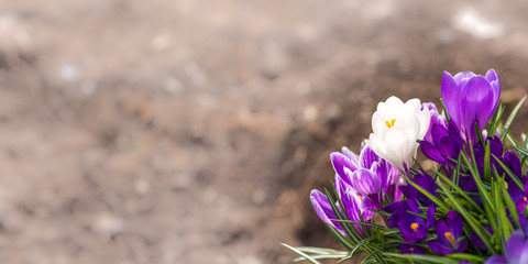 Crocuses against brown background - Crocus