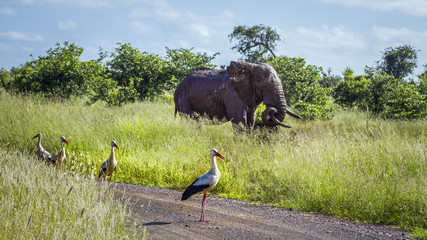 White Stork and African bush elephant in Kruger National park, South Africa © PACO COMO
