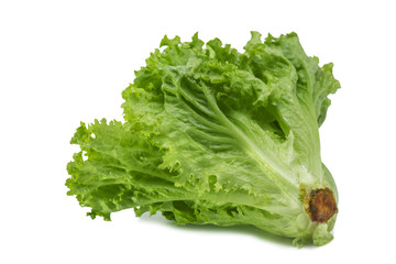 one large bunch of fresh green lettuce leaves