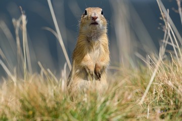 Naklejka na ściany i meble European ground squirrel stands upright on his hind legs