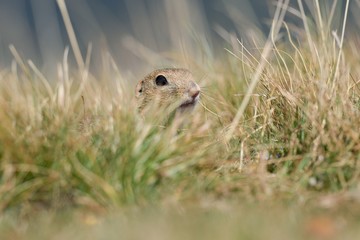 European ground squirrel on a meadow