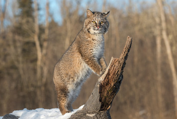 Bobcat (Lynx rufus) Stands Upright on Log