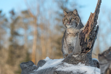 Fototapeta premium Bobcat (Lynx rufus) Looks Out From Log