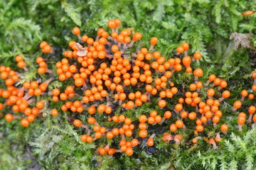 Orange slime mold, Trichia decipiens