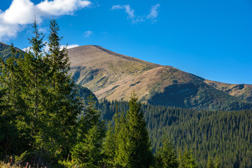 View of the Hoverla mountain, Carpathian Mountains, Ukraine, coniferous forest. ..Autumn mountain landscape on a clear, sunny day.