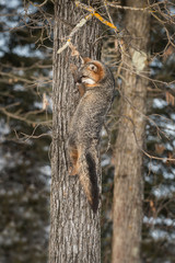 Grey Fox (Urocyon cinereoargenteus) on Side of Tree