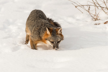Grey Fox (Urocyon cinereoargenteus) Sniffs in Snow