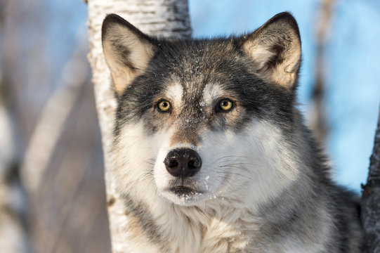 Grey Wolf (Canis lupus) Looks Out