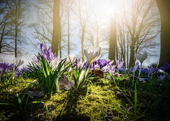 Velours gordijnen Krokusse auf einer Waldlichtung im Gegenlicht der Sonne © Countrypixel