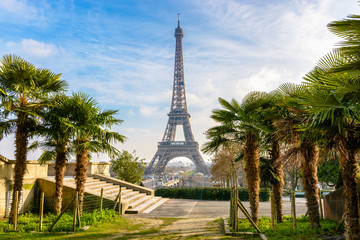 View of the Eiffel Tower from the Trocadero gardens with palm trees in the foreground by a sunny winter afternoon.