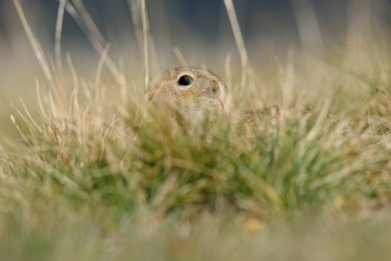 European ground squirrel on a meadow