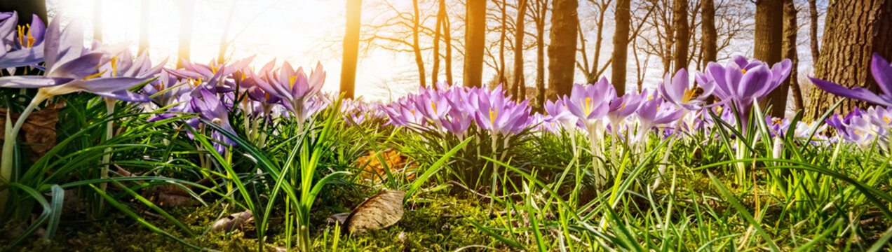 Fr&uuml;hlingserwachen - Waldlichtung mit Krokussen im Sonnenschein, Banner