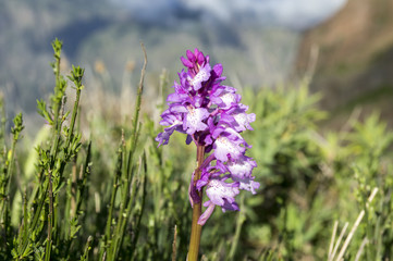Orchis scopulorum beutiful mountains orchid flowers blooming on Madeira island, Portugal