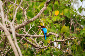 Urlaub SriLanka 2017