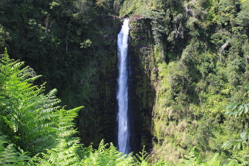 Fototapeta na wymiar Akaka Falls State Park Big Island Hawaii USA