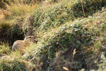 European ground squirrel 