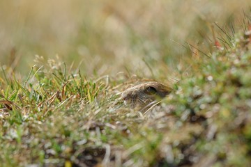 European ground squirrel 