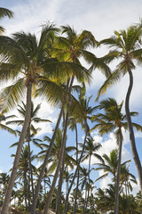 Fototapeta na wymiar Palm trees at Punta Cana beach. Dominican Republic.