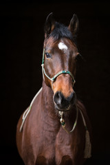 Pferd mit Indianerhalfter