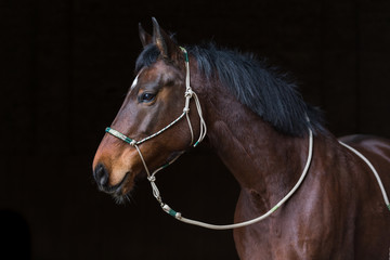 Pferd mit Indianerhalfter