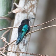 Purple-throated Carib, Eulampis jugularis, beautiful hummingbird perched on a branch
