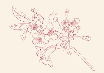Obraz na płótnie Canvas Cherry blossom sketch style vector illustration. Cherry blossom hand drawn sketch imitation.
