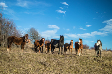 Fototapeta premium Horses