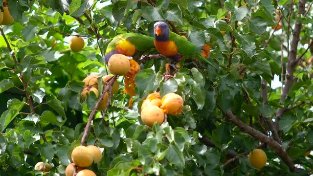 Australian Rainbow Lorikeet parrots eating apricots in suburban garden on a windy summer day, handheld.