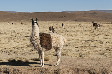 A group of llamas (alpaca) grazing in the highlands in the beautiful landscape of the Andes Mountains - Bolivia, South America